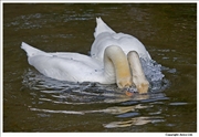 Mute-Swan-mating-2